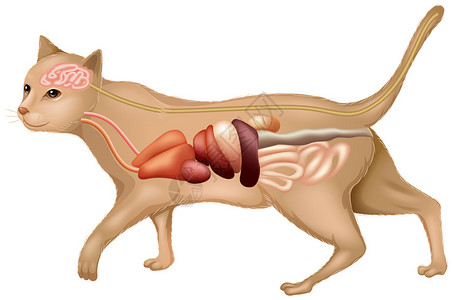 显示猫的解剖结构的插图图片