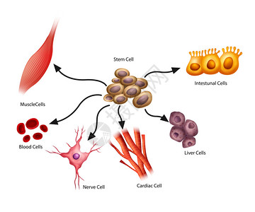 显示干细胞的插图图片