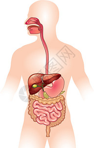 人类消化系统详细描述图片