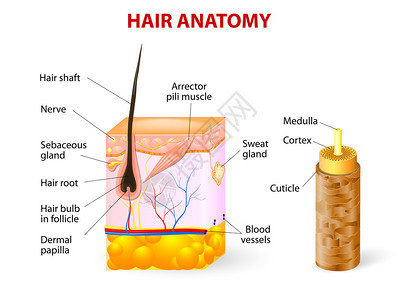 在皮肤层横断面的头发毛囊的关系图背景图片