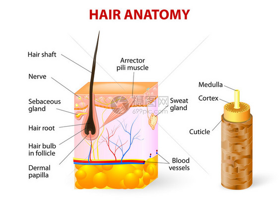 在皮肤层横断面的头发毛囊的关系图图片