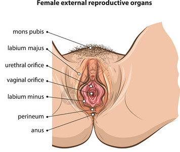 女器官图片