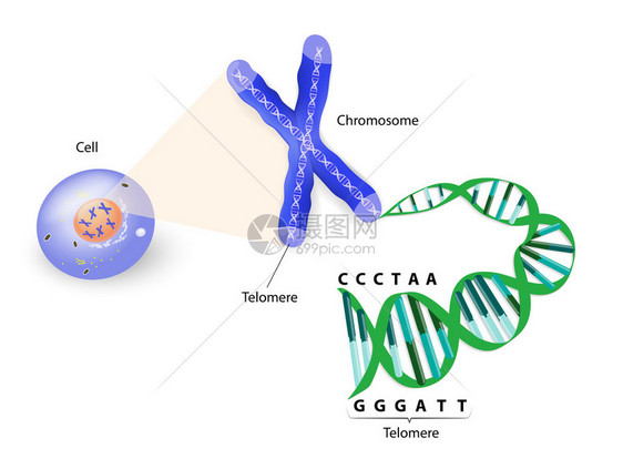 人类染色体端粒图片