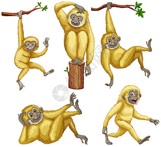 一组长臂猿的插图图片