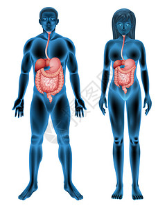 人体消化系统图片