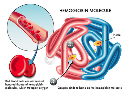 色彩图人类血红蛋白分子的结构插画
