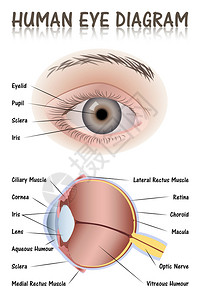 人眼图图片