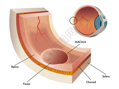 人体眼中视网膜的中心部分玛库图片
