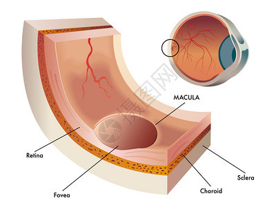 人体眼中视网膜的中心部分玛库图片