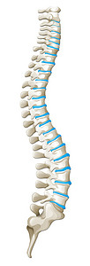 显示背部疼痛插图的脊柱图图片