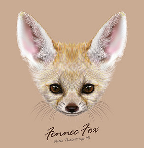 Fennec狐狸动物可爱的脸矢量亚洲非洲阿拉伯白耳廓狐头肖像沙漠狐狸逼图片