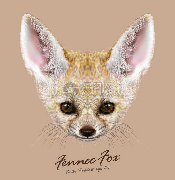 Fennec狐狸动物可爱的脸矢量亚洲非洲阿拉伯白耳廓狐头肖像沙漠狐狸逼图片