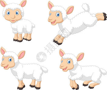 以白色隔离的可爱卡通绵羊收集矢量插图CuteCa图片