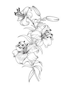 百合花组花卉背景与孤立在白色背景上的盛开的百图片