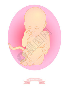 一个婴儿在子宫里的插图图片