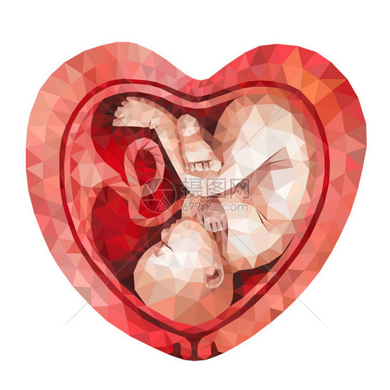 子宫内低聚胎儿图片