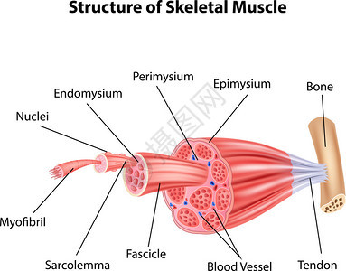 结构骨骼肌肉解剖插图图片