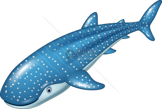用矢量插图说明白底鲸鲨被孤立在白图片