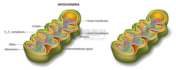线粒体部分的矢量图解图片