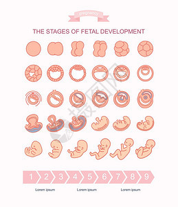 矢量插图胎儿发育阶段在白色背景上隔离怀孕胎儿从受精到出生的长发育背景图片