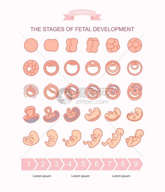 矢量插图胎儿发育阶段在白色背景上隔离怀孕胎儿从受精到出生的长发育图片