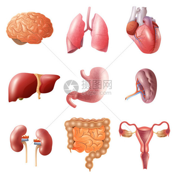 不同的扁平人体器官与脑心肺胃肠肾在白色图片