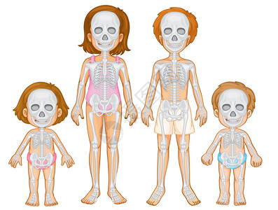 人类的骨骼系统图片