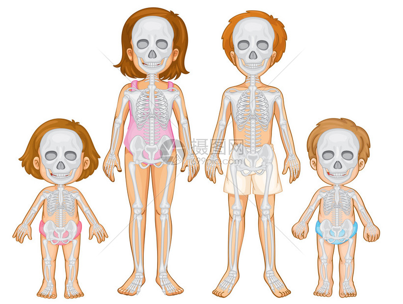 人类的骨骼系统插画图片下载-正版图片402408744-摄图网