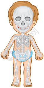 在人体的骨骼系统图片