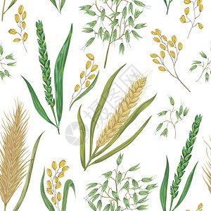 与谷物的无缝模式大麦小麦黑麦大米和燕麦收集装饰花艺设计元素孤立的元素水彩风格的图片
