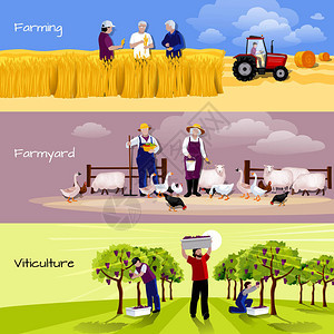 葡萄园农家收割平横幅图片