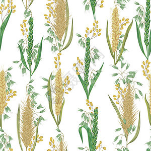与谷物的无缝模式大麦小麦黑麦大米和燕麦质朴的花卉背景水彩风格的复古图片