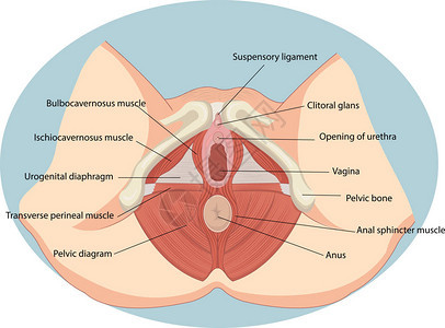 女生殖肌肉解剖矢量图图片