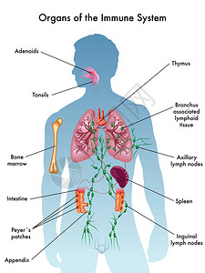 免疫器官图片