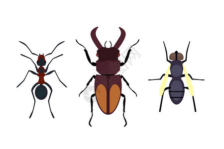 昆虫的图标平孤立的质飞行bug甲虫蚂蚁和野生动物蜘蛛蚱蜢或蚊子蟑螂动物生物学图形矢量图图片
