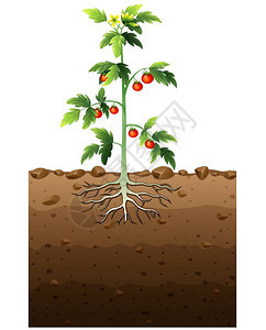 番茄植物的病媒图解与根地下图解图片