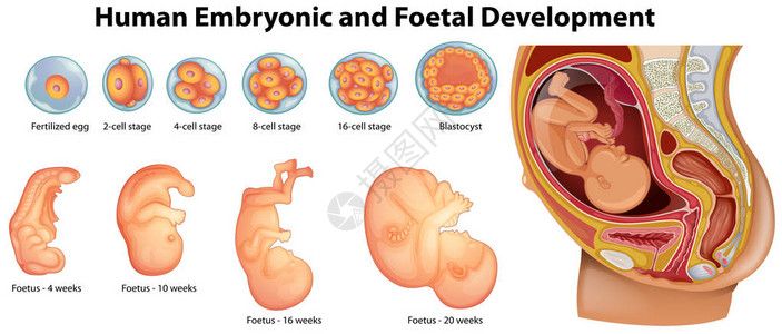 人类胚胎和胎儿发育图图片