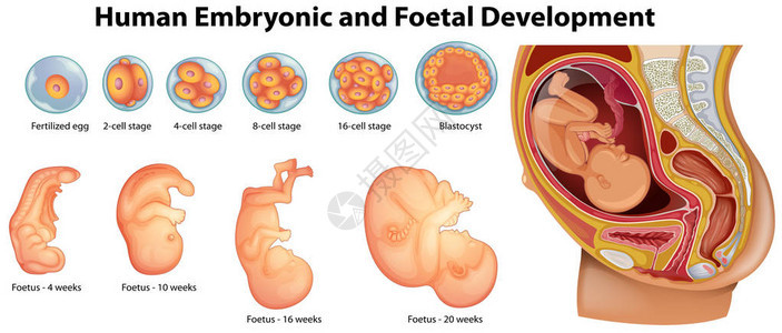 人类胚胎和胎儿发育图背景图片