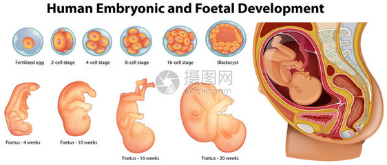 人类胚胎和胎儿发育图图片