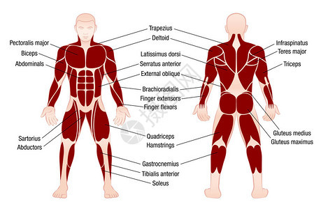 肌肉图表描述肌肉发达的身体人图片