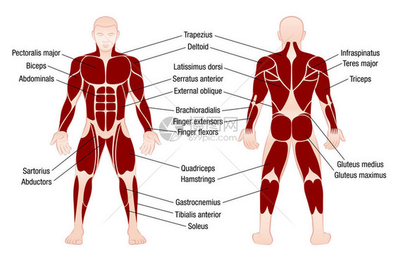 肌肉图表描述肌肉发达的身体人图片