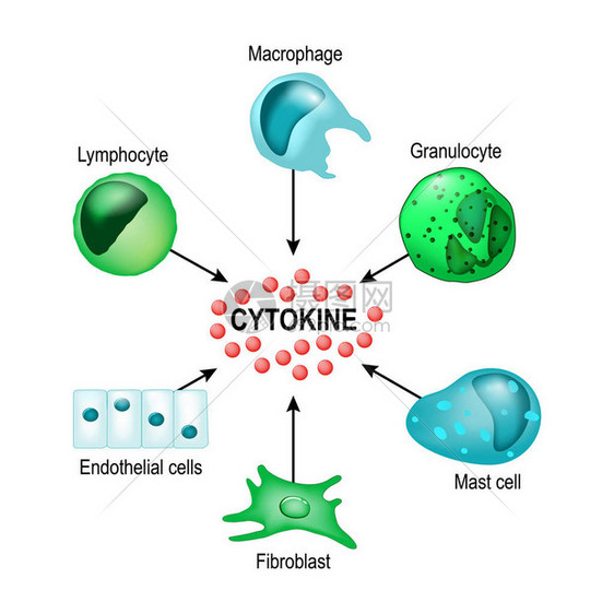 细胞因子由巨噬细胞淋巴细胞肥大细胞内皮细胞和成纤维细胞产生图片