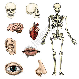 人类生物学解剖图刻的手绘在旧素描和复古的风格头骨或骨骼的轮廓周身的骨骼嘴唇和耳朵与鼻子大脑和心脏图片