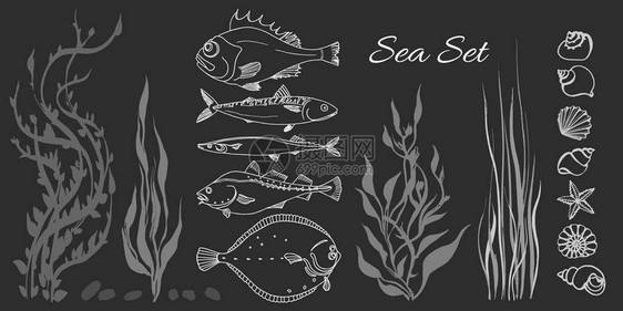 一套白色的海鱼海藻黑色背景的贝壳鲈鱼鳕鱼鲭鱼比目鱼saira矢量涂鸦插图被隔离和分图片