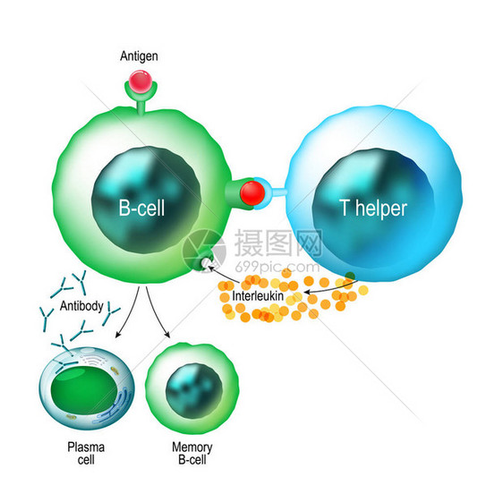 B细胞和T辅助细胞功能图片