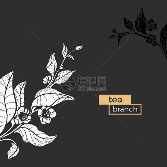 白支茶树叶子和花的模板矢量图图片