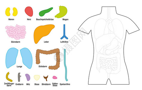 内脏器官拼图德国名字图片