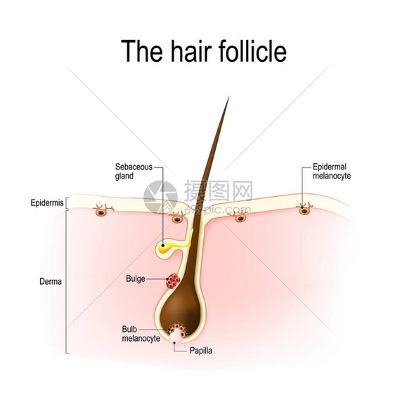 毛囊的解剖结构显示了分化和未成熟黑图片