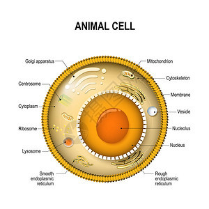 典型细胞的组成部分人或细胞的结构所有细胞器的横截面图片
