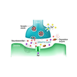 化学突触的信号传输图片